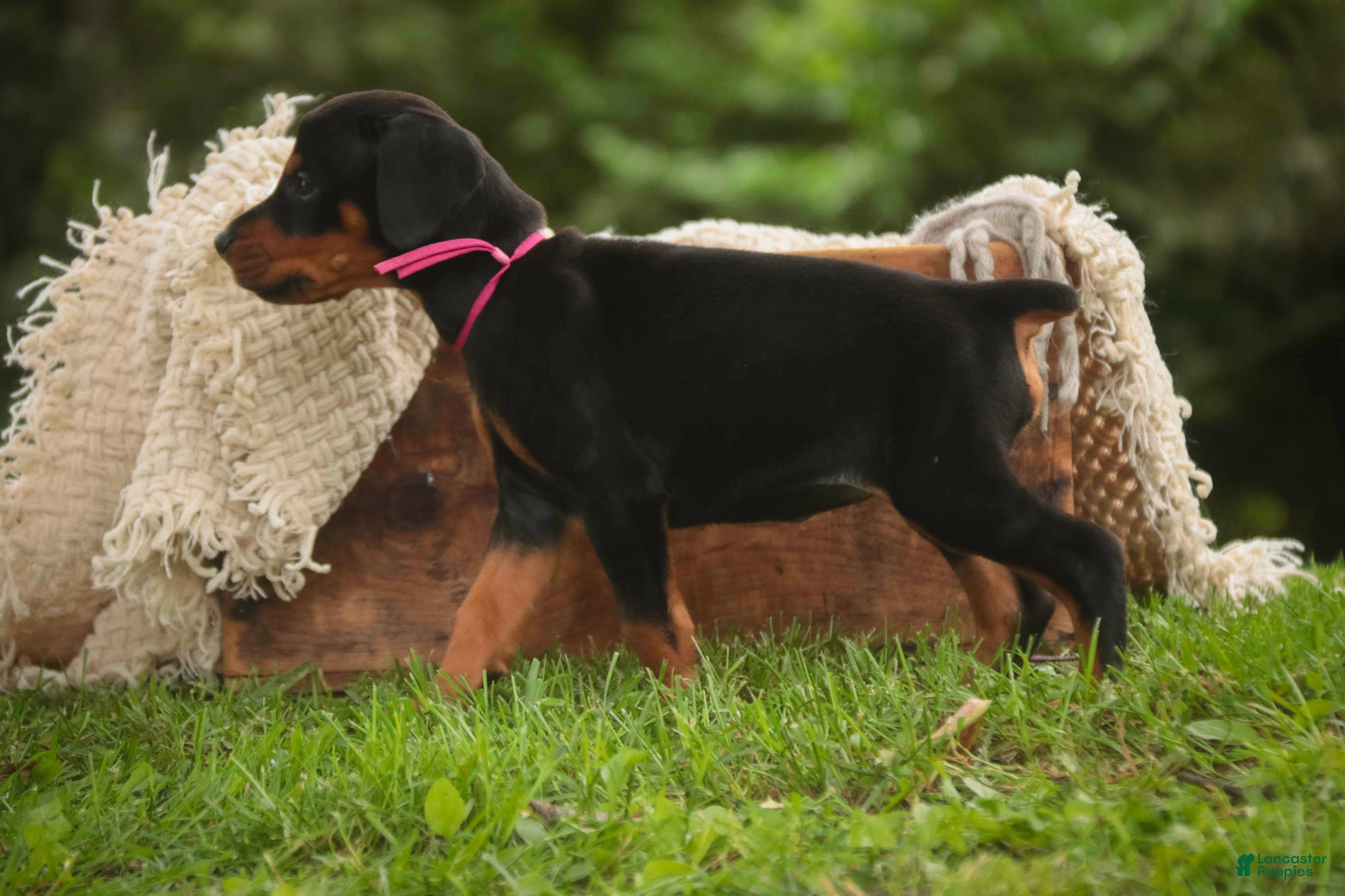 Doberman Pinscher dogs for sale: Delphine - Ad 7