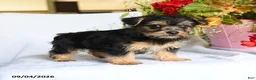 Morkie dogs for sale: Margo - Ad 5