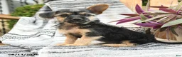 Mixed Breed dogs for sale: Maverick - Ad 1