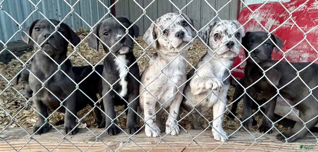 Mixed Breed dogs for sale: Bakunin (Kuni) - Ad 18