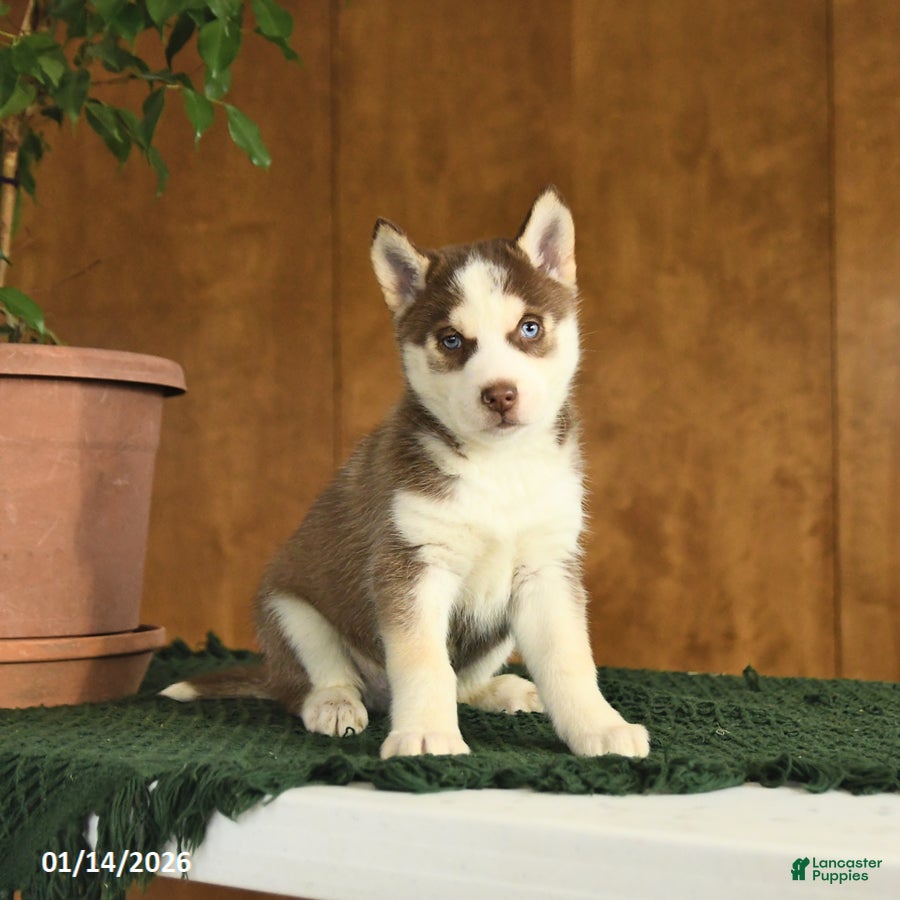 Siberian Husky dogs Buddy - Ad 23