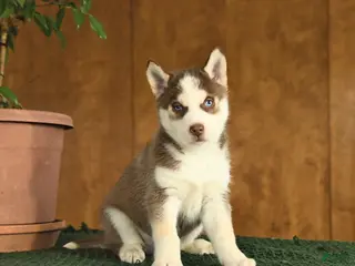 Siberian Husky dogs Buddy - Ad 32