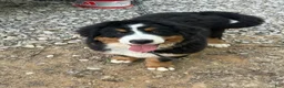 Bernese Mountain Dog dogs for sale: Bonnie - Ad 4