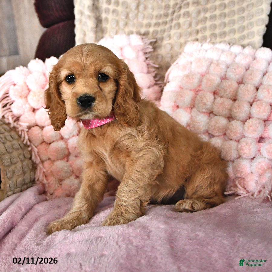 English Cocker Spaniel dogs Samantha Faye - Ad 1