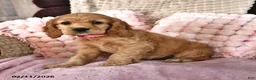 English Cocker Spaniel dogs for sale: Samantha Faye - Ad 1