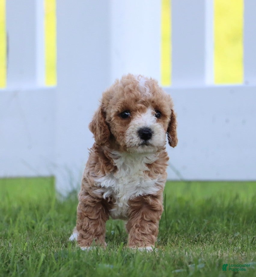 Miniature Labradoodle dogs Monica - Ad 2