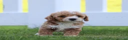 Miniature Labradoodle dogs for sale: Monica - Ad 2