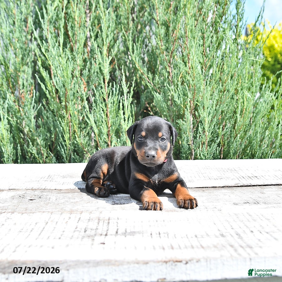 Doberman Pinscher dogs Luna  - Ad 1