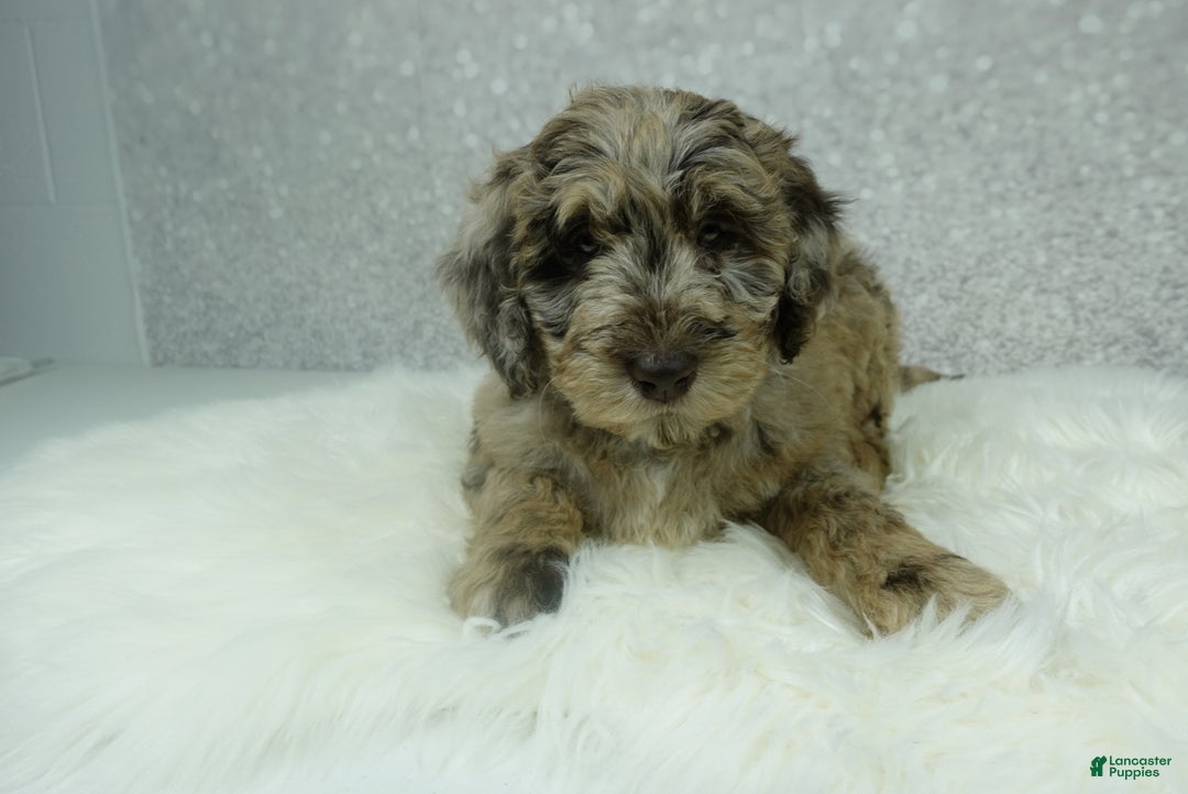 Newfypoo dogs for sale: Pearl - Ad 1