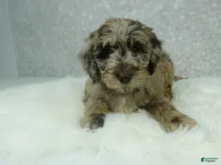 Newfypoo dogs Pearl - Ad 9