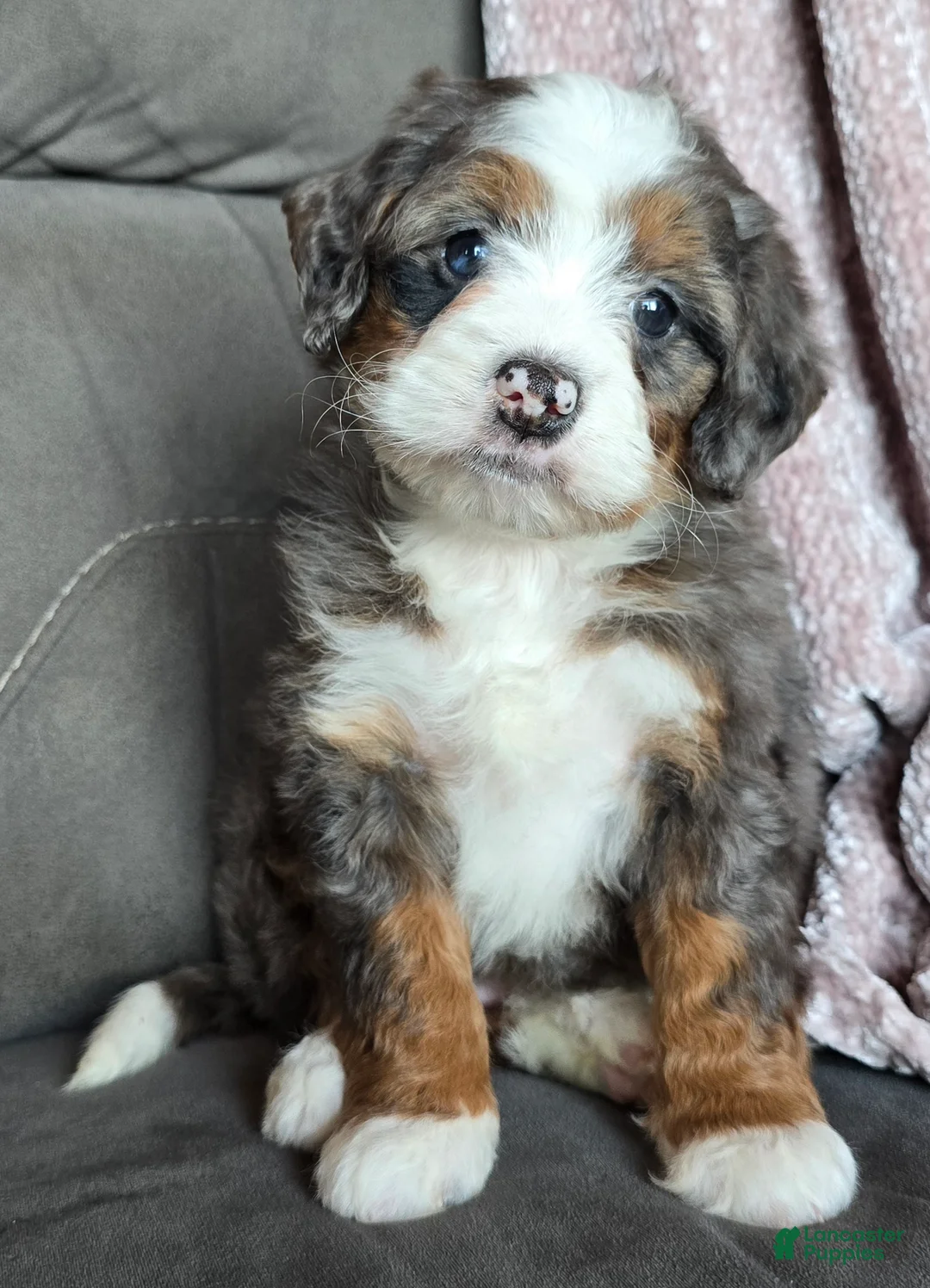 Mini Bernedoodle dogs for sale: Mini Izzy - Ad 20