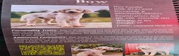 Mixed Breed dogs for sale: Sage - Ad 8