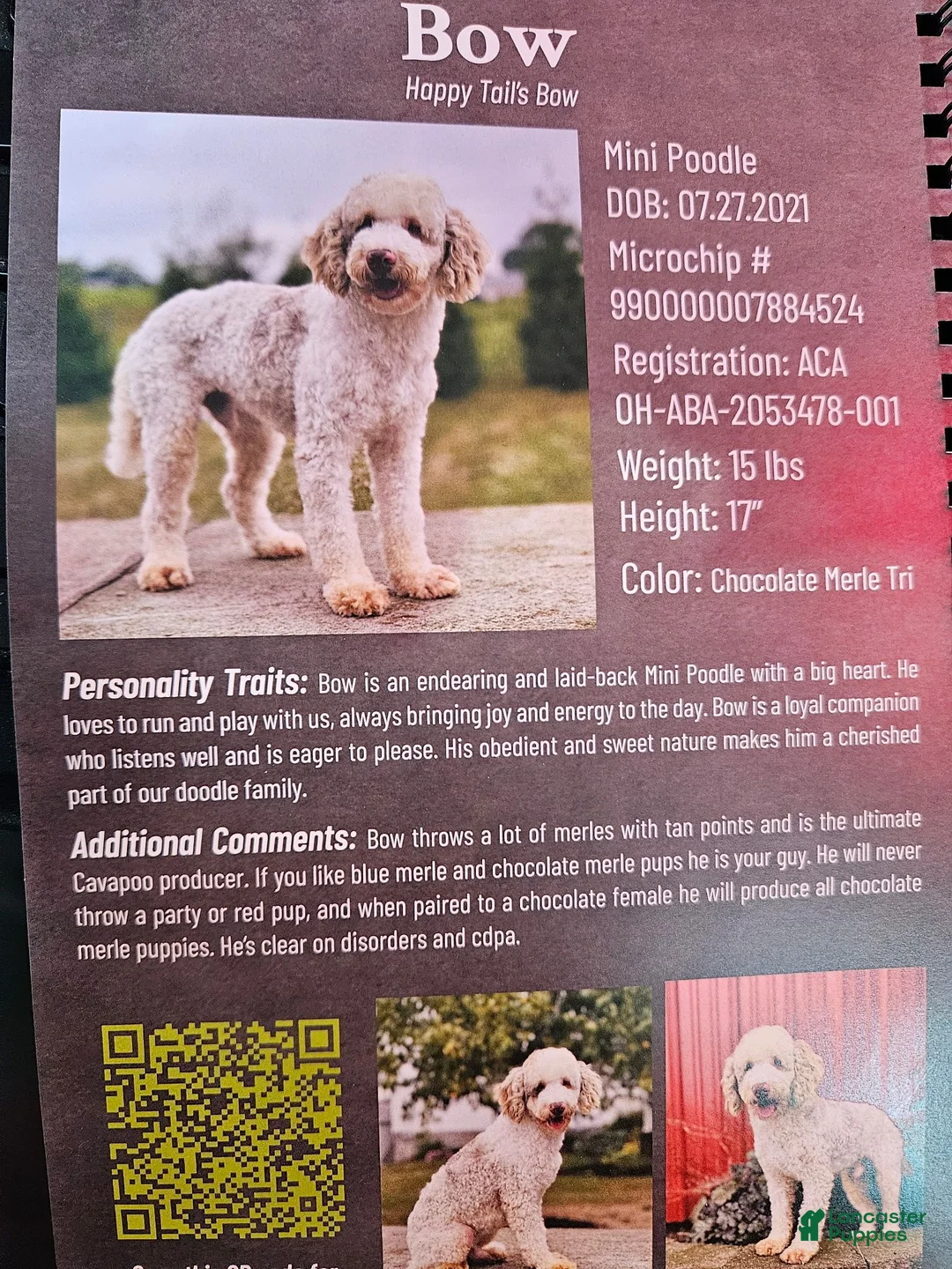 Mixed Breed dogs for sale: Sage - Ad 8