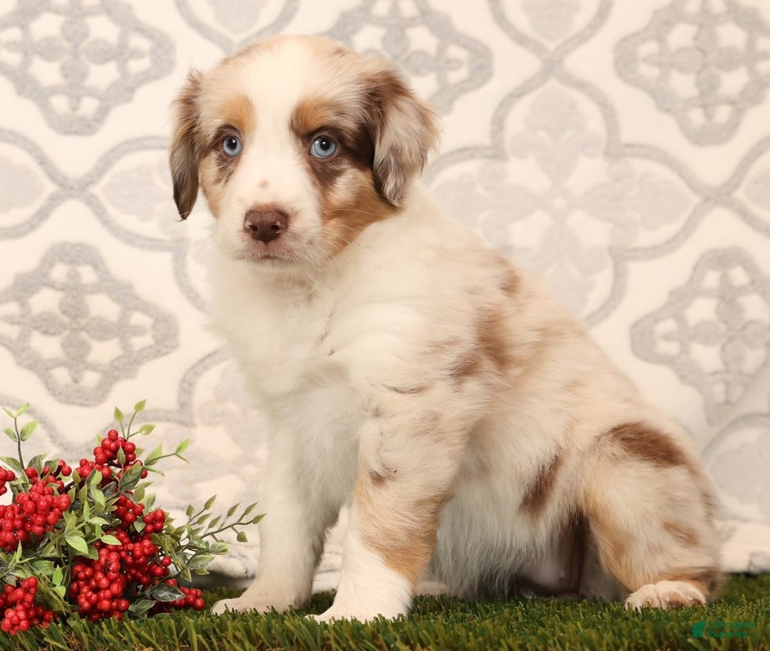 Miniature Australian Shepherd dogs for sale: Rainbow - Ad 6