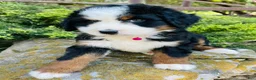 Bernedoodle dogs for sale: Peach Bellini - ultra Bernedoodle  - Ad 10