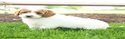 Goldendoodle dogs for sale: Tootsie - Ad 5