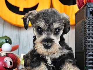 Miniature Schnauzer dogs - Ad 41