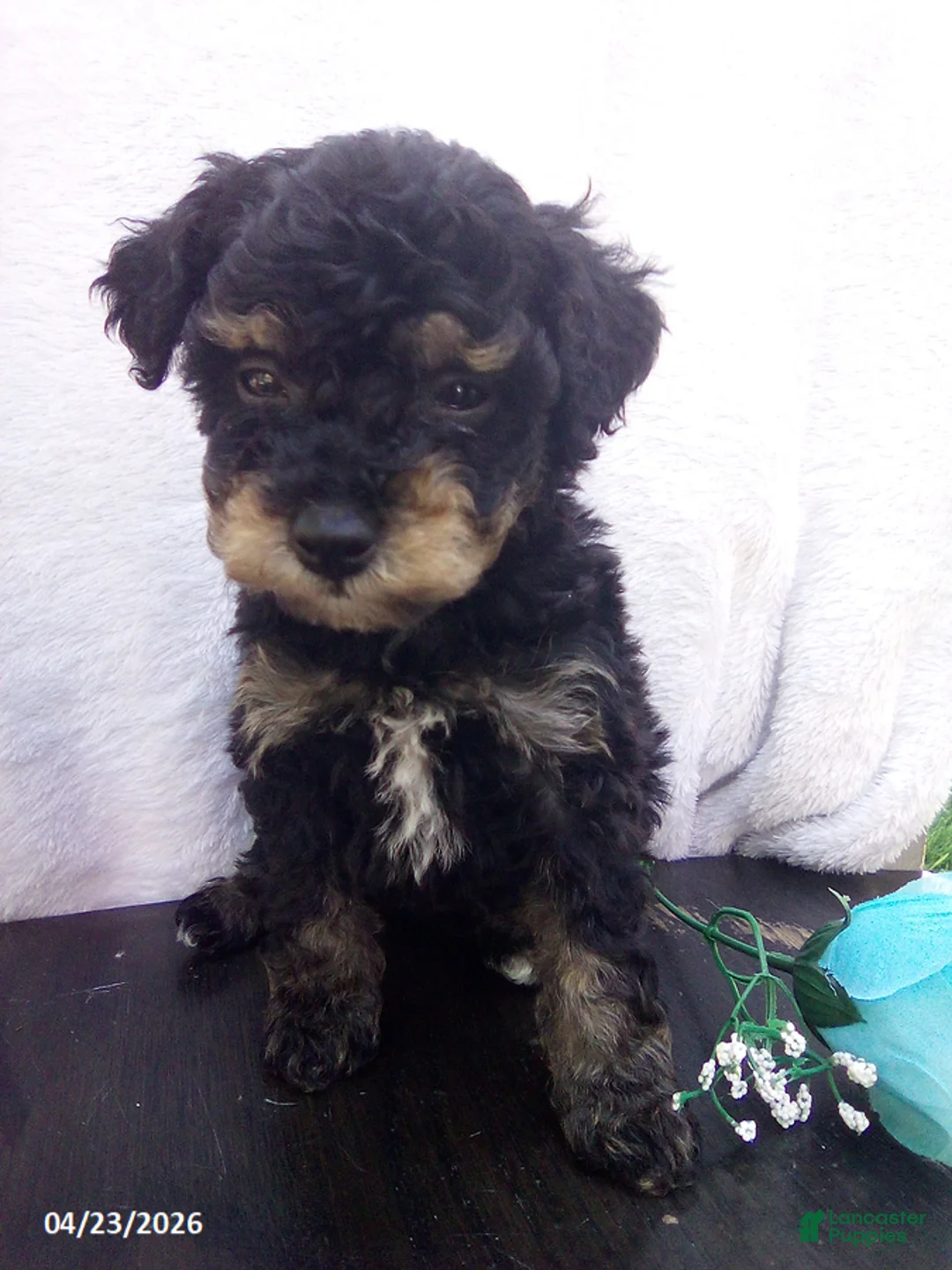 Toy Poodle dogs for sale: Eddie - Ad 11