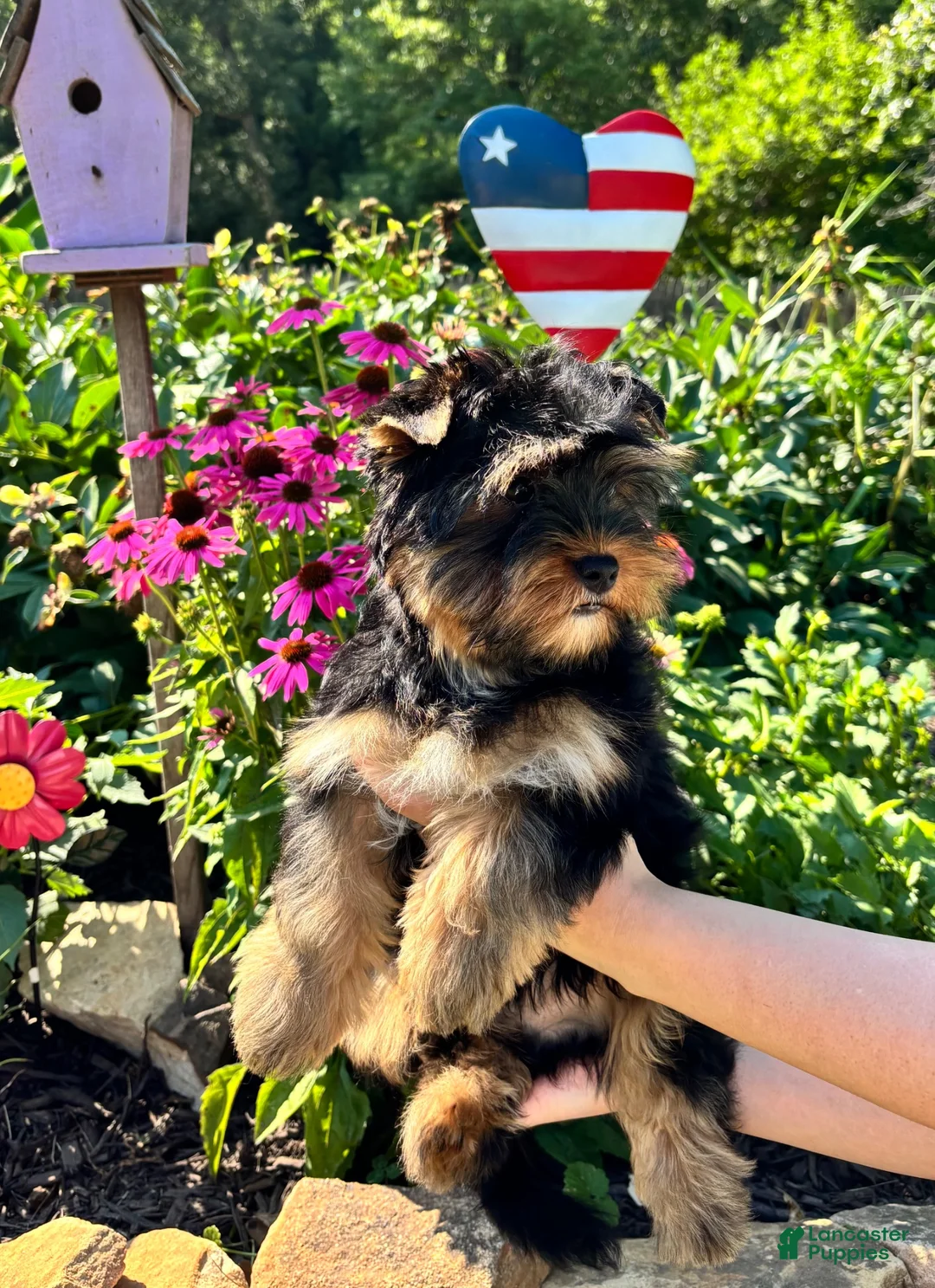 Mixed Breed dogs for sale: Mixed Breed 1 - Ad 2