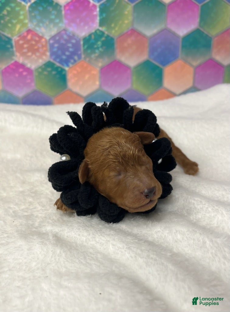 Toy Poodle dogs Black Collar - Ad 26