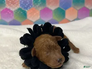 Toy Poodle dogs Black Collar - Ad 26