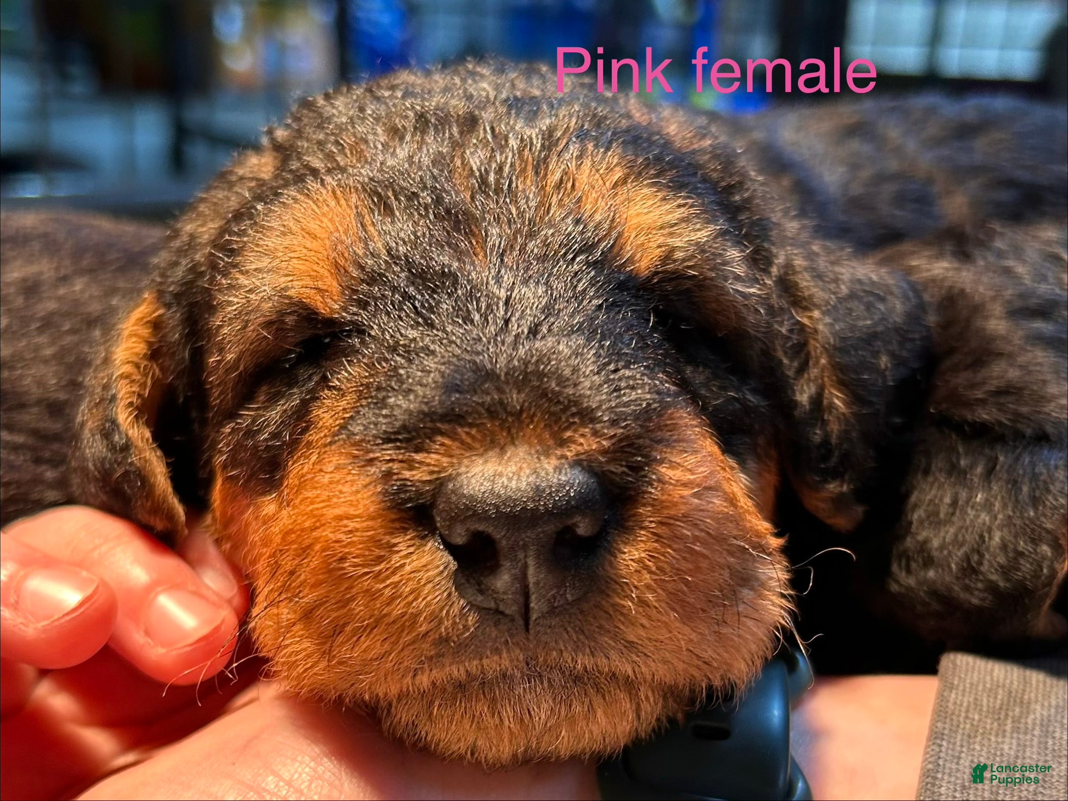 Airedale Terrier dogs Pink female - Ad 1