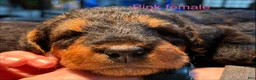Airedale Terrier dogs for sale: Pink female - Ad 1