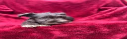 Miniature Schnauzer dogs for sale: Miniature Schnauzer 3 - Ad 4