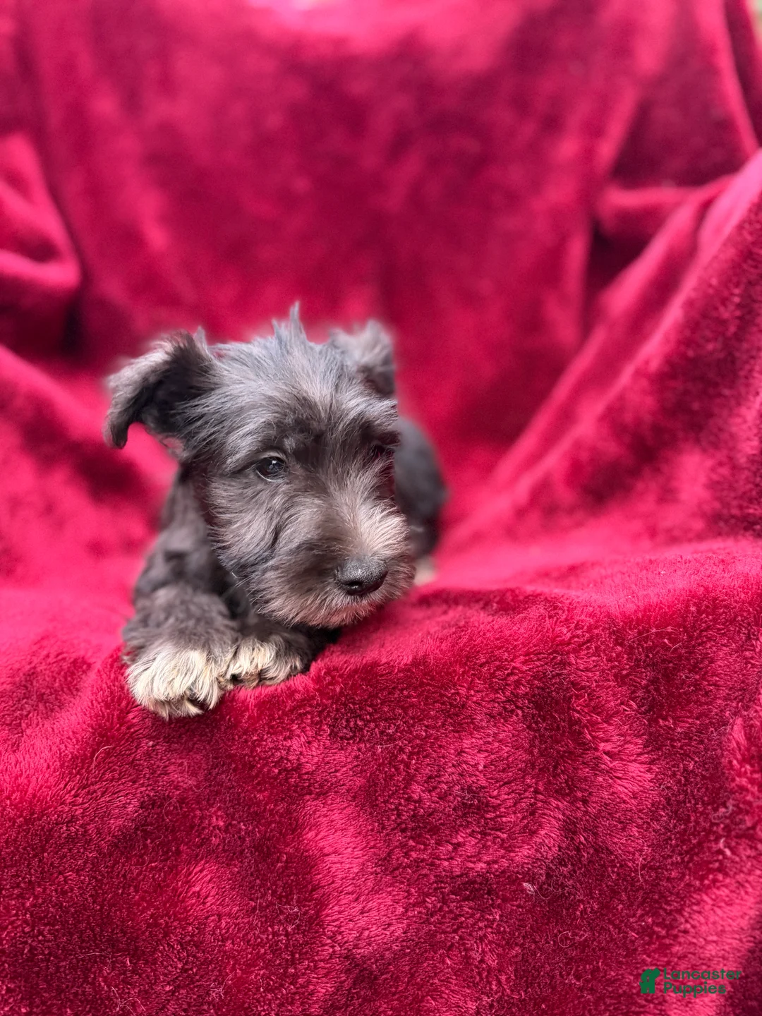 Miniature Schnauzer dogs for sale: Miniature Schnauzer 3 - Ad 4