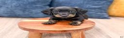 Miniature Dachshund dogs for sale: Jack - Ad 2