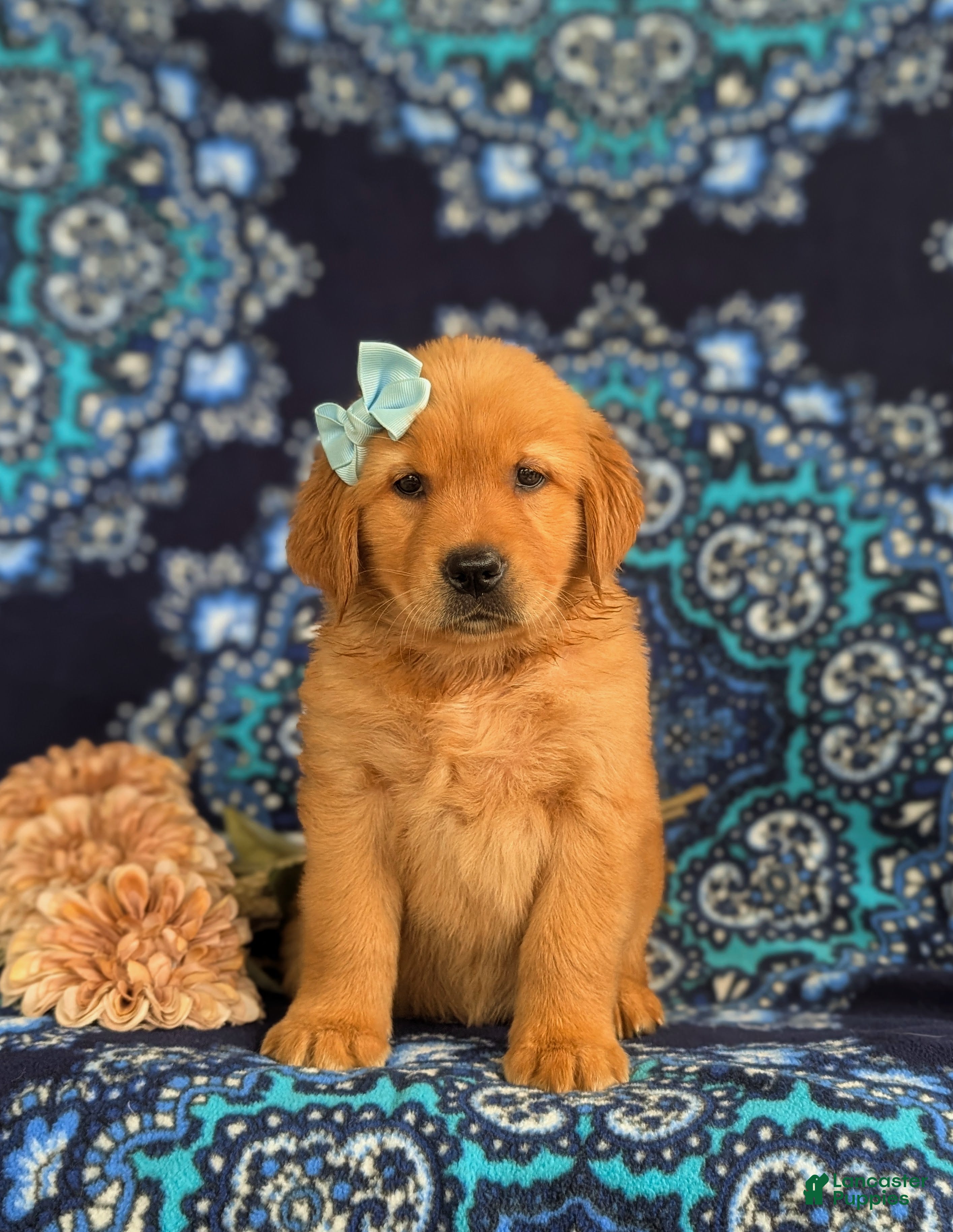 Golden Retriever dogs Yvonne AKC Reg - Ad 2