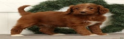 Mini Goldendoodle dogs for sale: Scarlett - Ad 5
