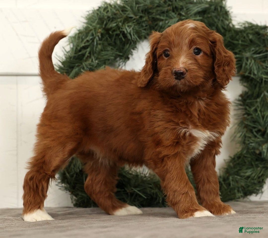 Mini Goldendoodle dogs for sale: Scarlett - Ad 5