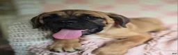 Cane Corso dogs for sale: Abby - Ad 3