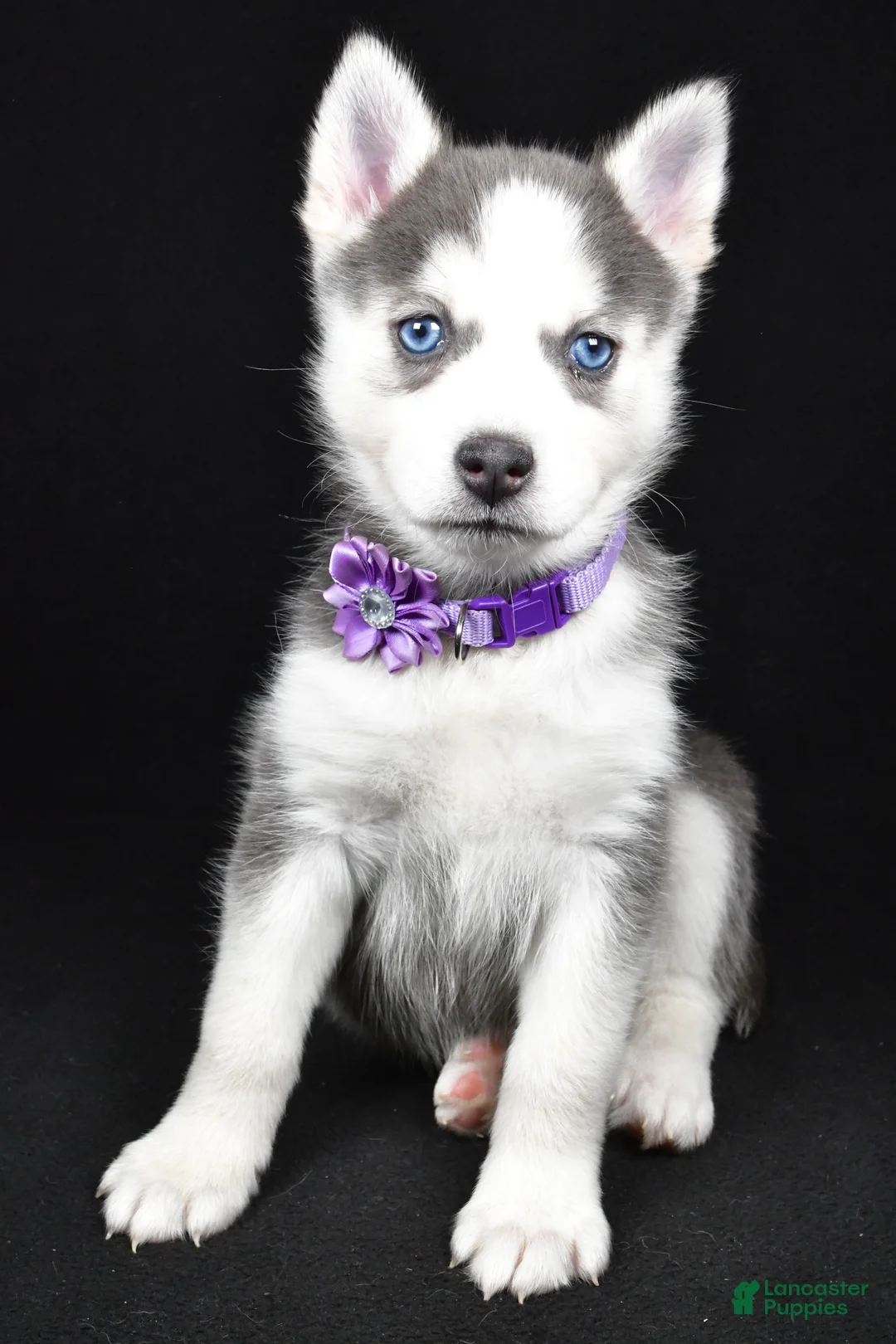 Pomsky dogs for sale: Tori - Ad 9