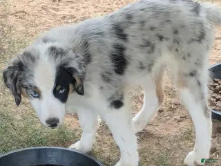 Miniature Australian Shepherd dogs Miniature Australian Shepherd Puppy 3 - Ad 5