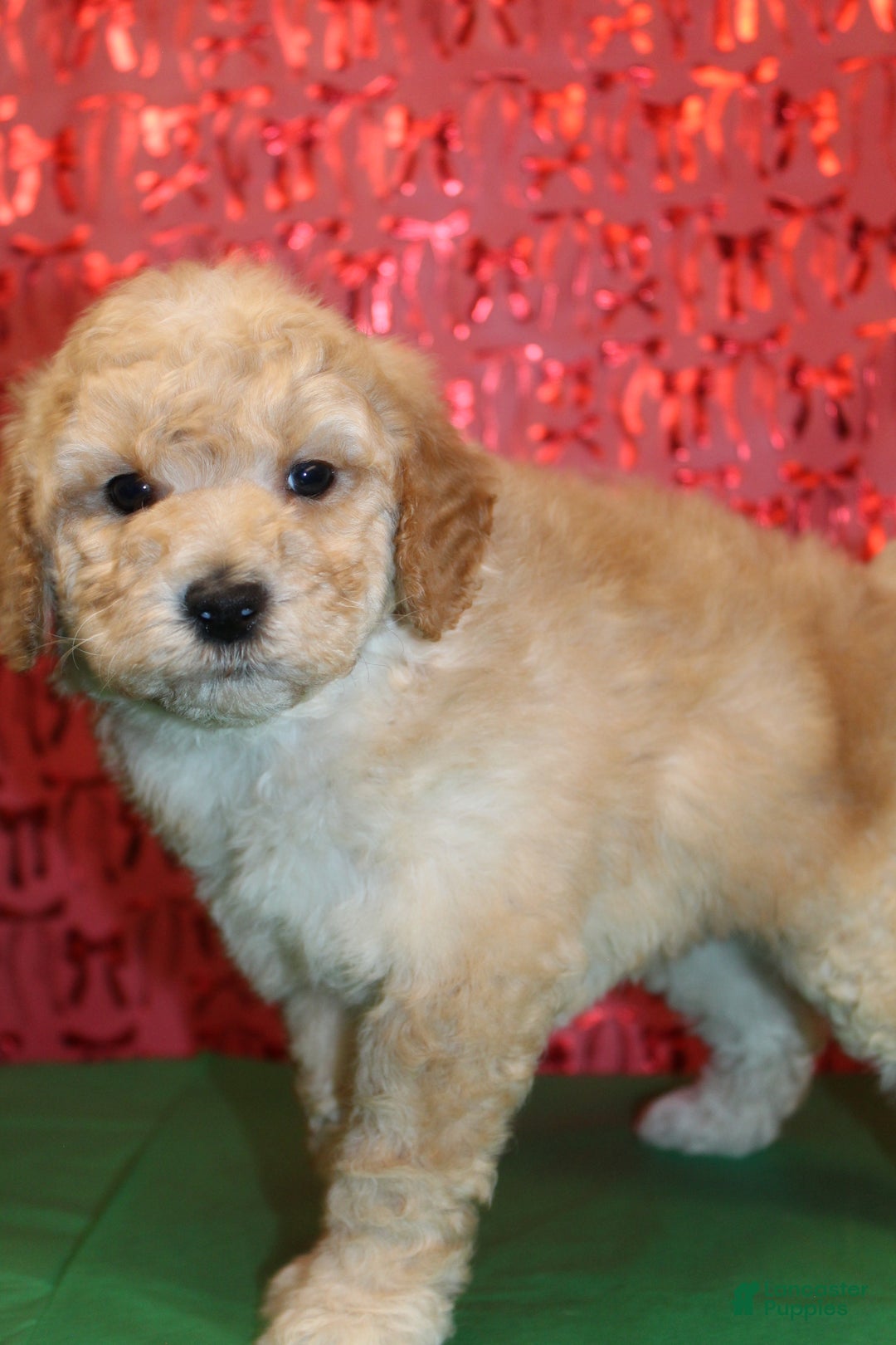 Miniature Poodle dogs for sale: Monty - Ad 3