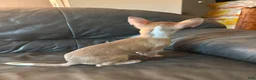Chihuahua dogs for sale: Chihuahua Puppy 1 - Ad 2