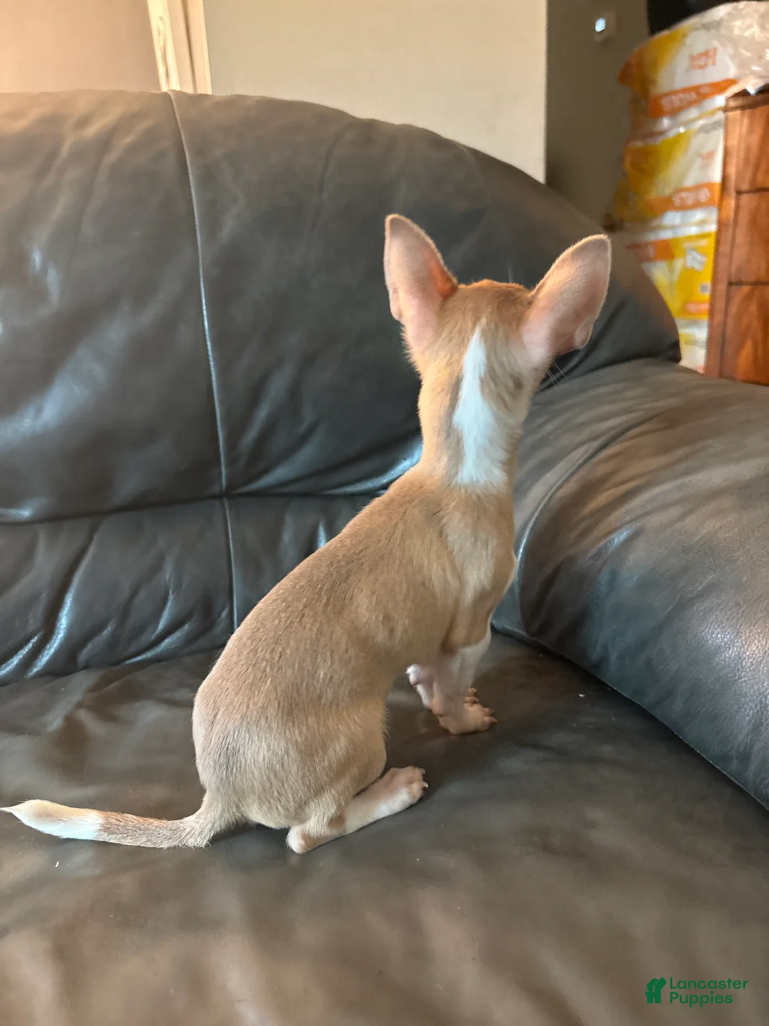 Chihuahua dogs for sale: Chihuahua Puppy 1 - Ad 2