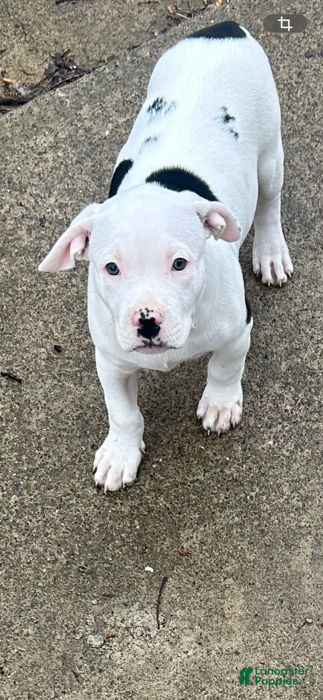 American Pit Bull Terrier dogs for sale: American Pit Bull Terrier Puppy 1 - Ad 1