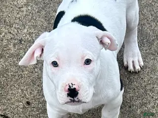 American Pit Bull Terrier dogs American Pit Bull Terrier Puppy 1 - Ad 11