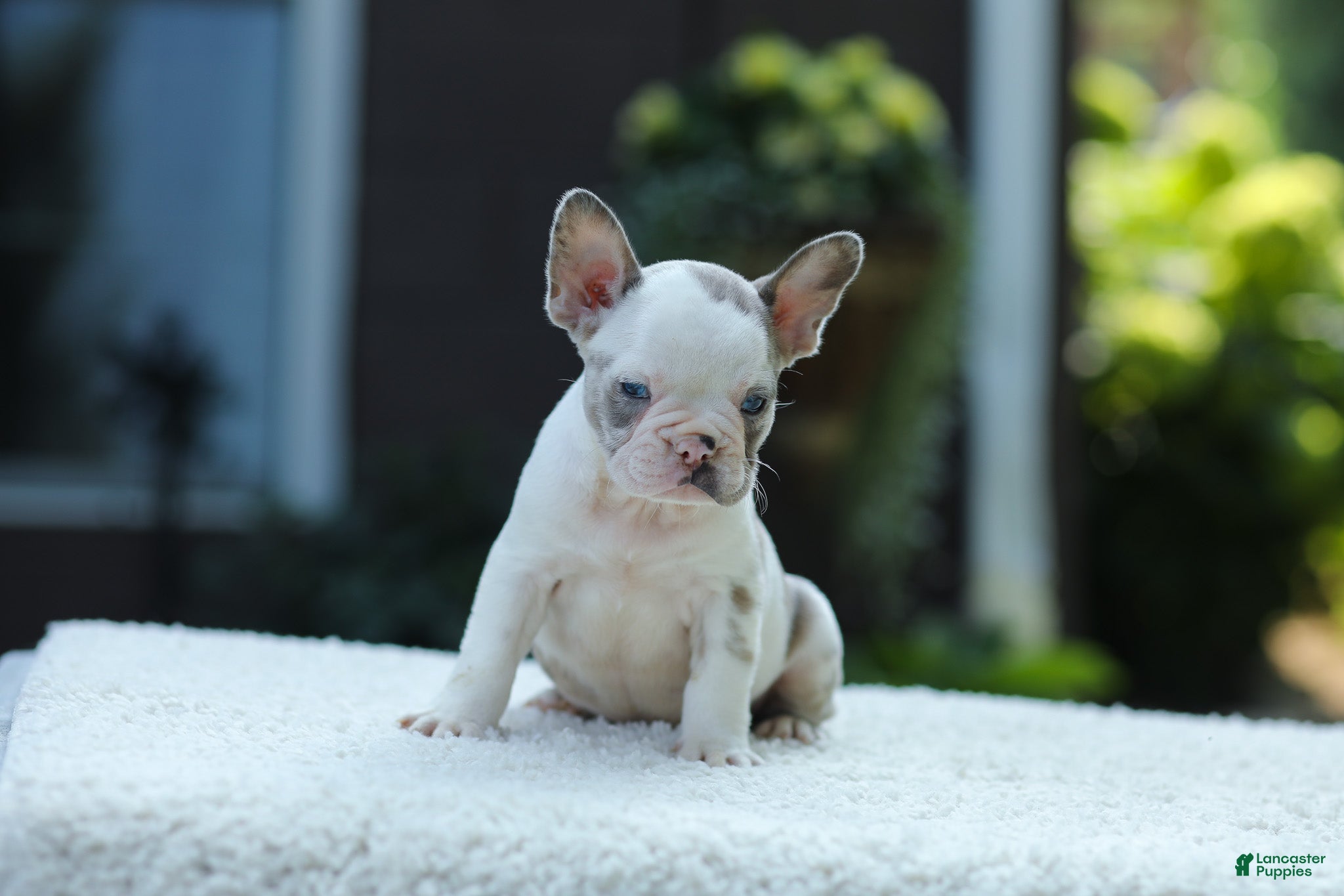 French Bulldog dogs Jewel - Ad 2