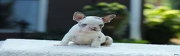 French Bulldog dogs for sale: Jewel - Ad 2