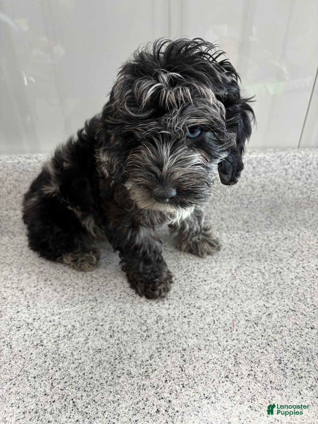 Miniature Poodle dogs for sale: Wave Blue - Ad 2