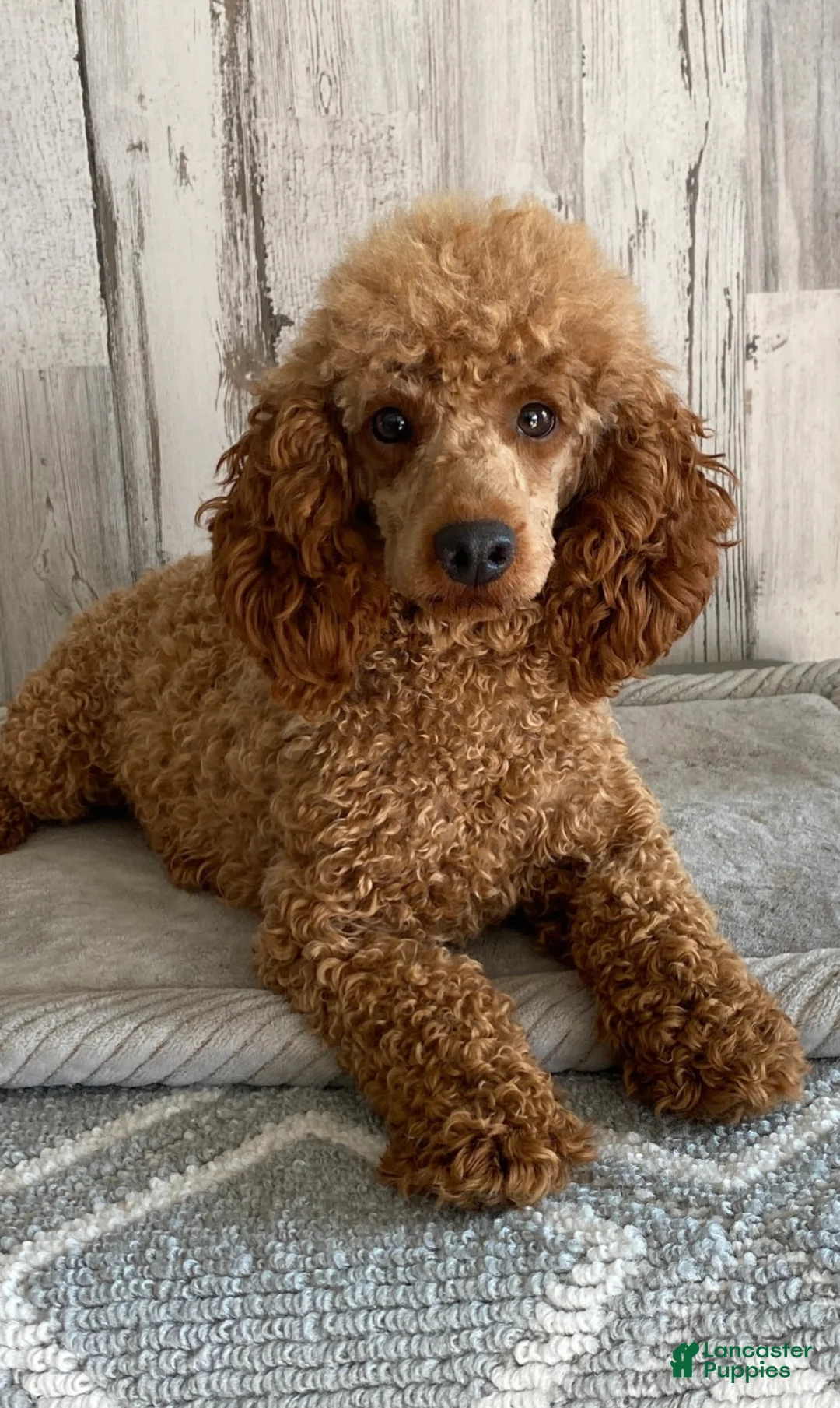 Toy Poodle dogs for sale: Polly - Ad 5