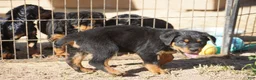 Rottweiler dogs for sale: Rottweiler F3 - Ad 7