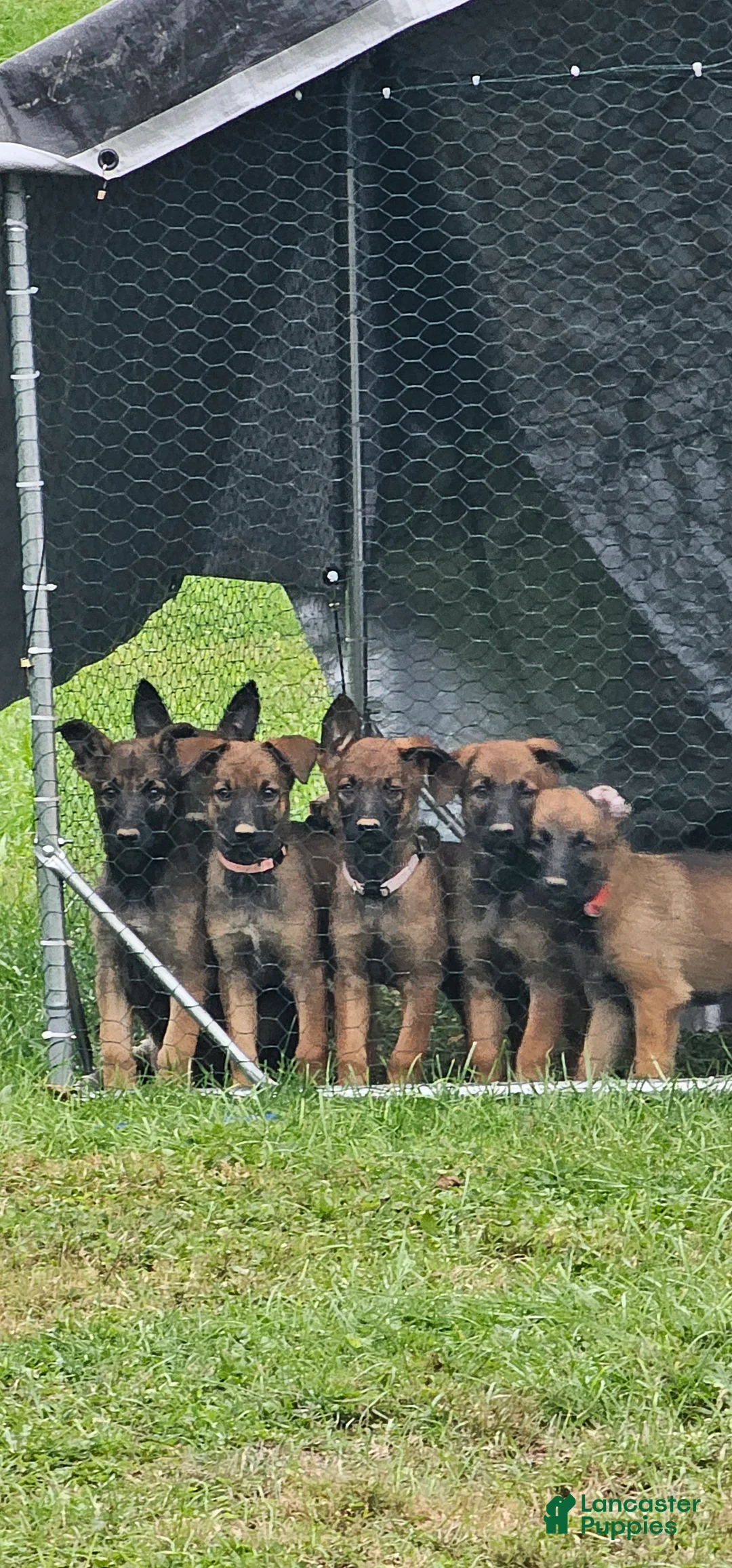 Mixed Breed dogs for sale: Mixed Breed 4 - Ad 1