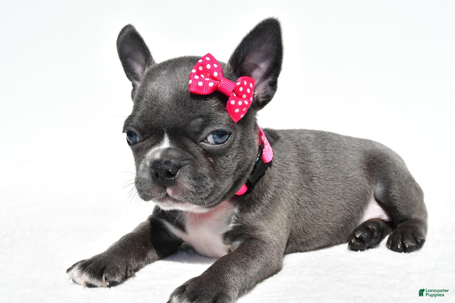 Mixed Breed dogs Bella - Ad 2