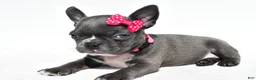 Mixed Breed dogs for sale: Bella - Ad 2