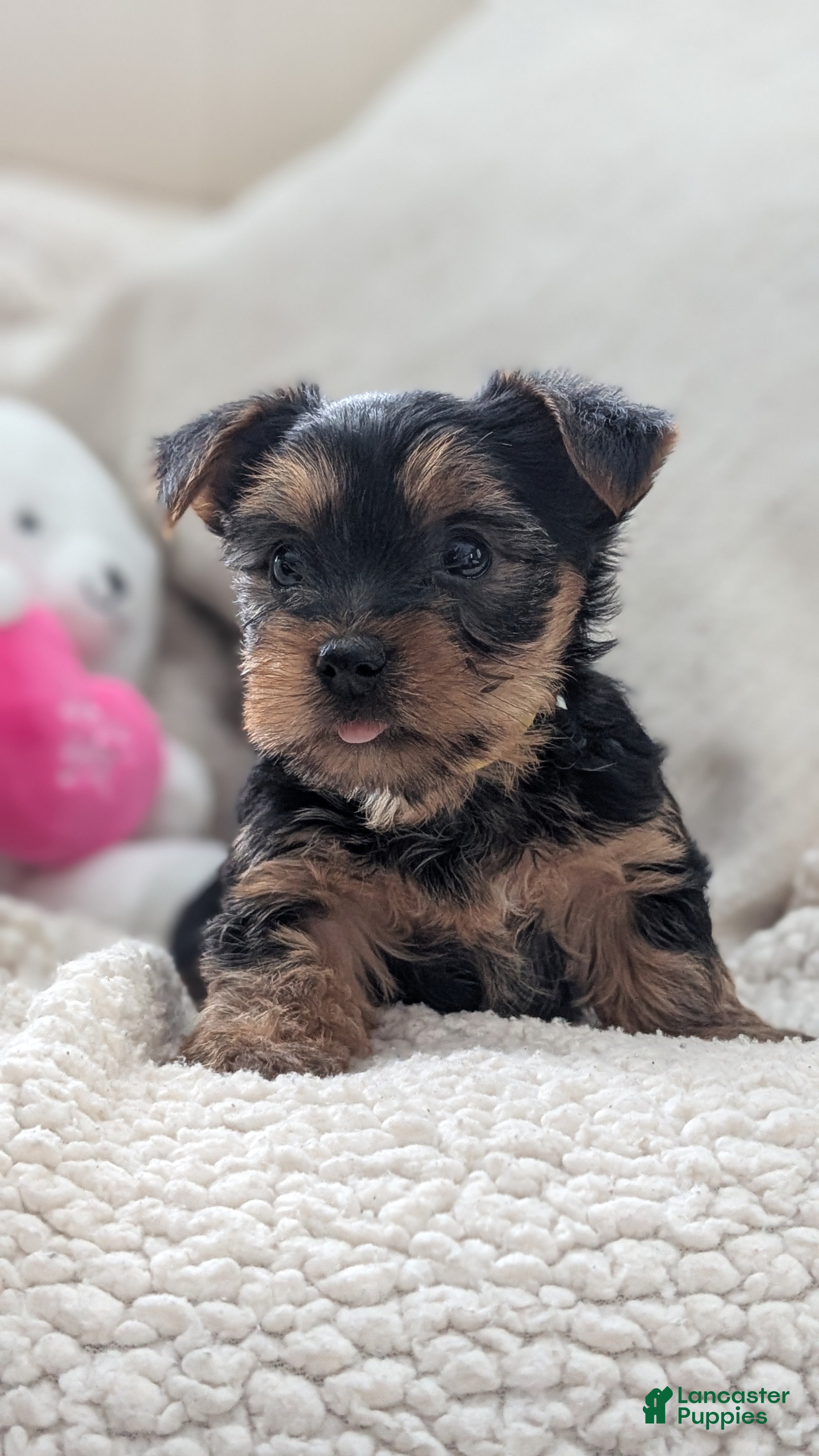 Yorkshire Terrier dogs Apollo - Ad 2